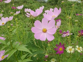 Cosmos bipinnatus