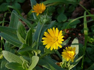 Calendula arvensis