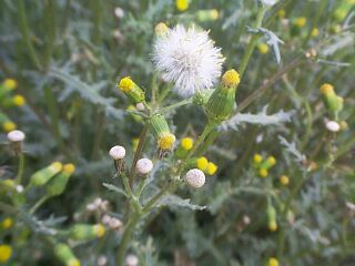 Senecio vulgaris