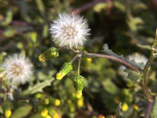 Senecio vulgaris
