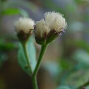 Aster ageratoides var. ovatus
