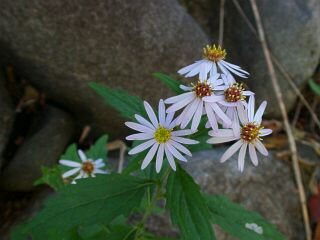 Aster ageratoides var. ovatus