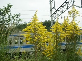 Solidago altissima