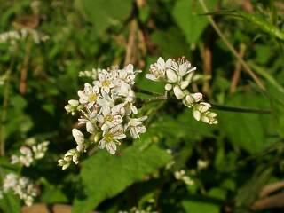 Fagopyrum cymosum