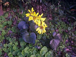 Farfugium japonicum